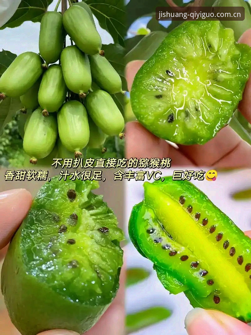 奇异果体育手机版vs网页版：哪个更适合港澳台用户看直播？